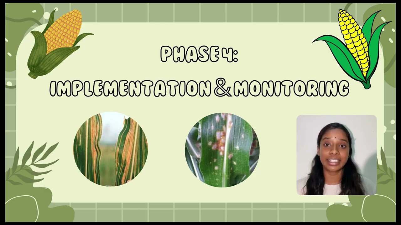 Vlog Presentation Maize Plant (Downy mildew)