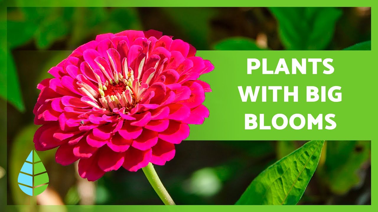 10 FLOWERING PLANTS with LARGE BLOOMS🌸🌺 (Indoors and Outdoors)