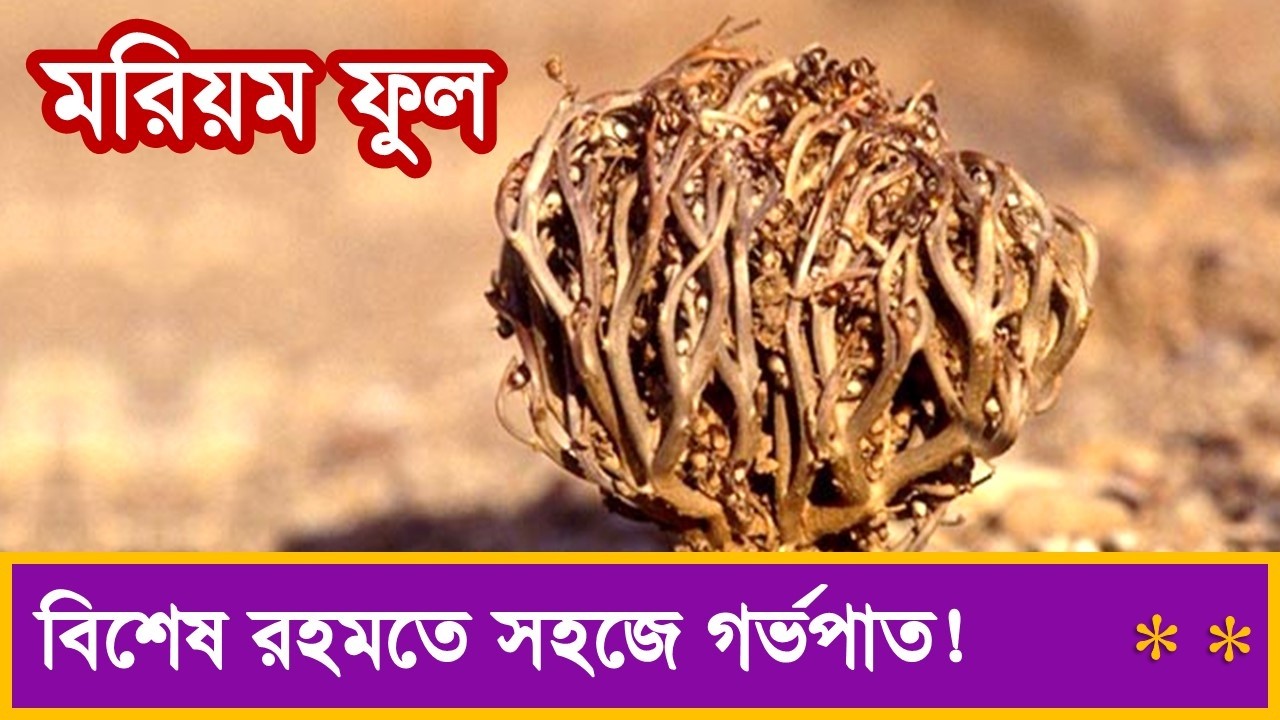 মরিয়ম ফুলের আশ্চর্য উপকারিতা জানেন? | Amazing Benefits of Maryam Flower | Maryam Flower Benefits