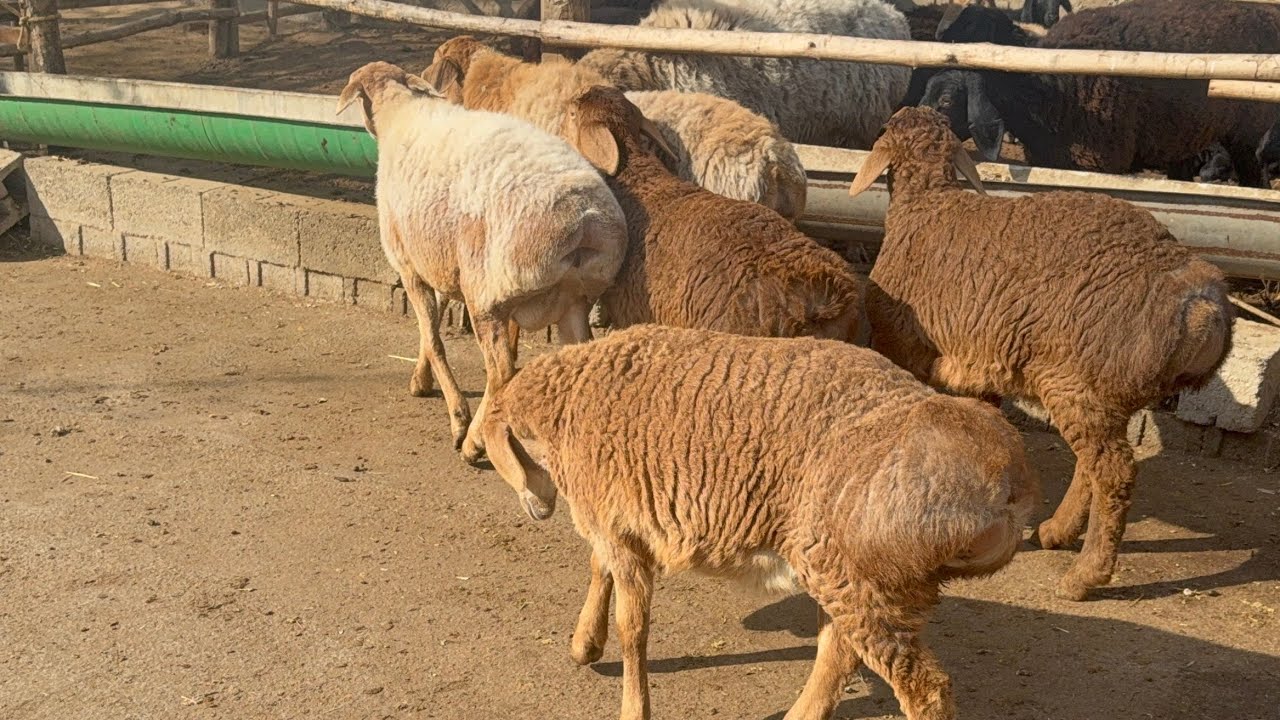 Noyob arashan qozilar tuğuldi narxlari ozgacha boldi 972584000