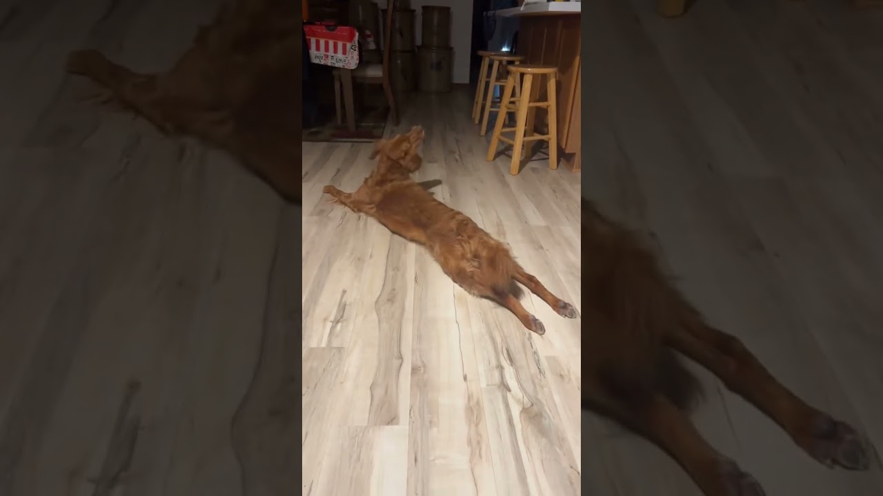 理解不能なゴールデンレトリバーのコミカルな行動 #面白い #ペット #おすすめ #犬好き