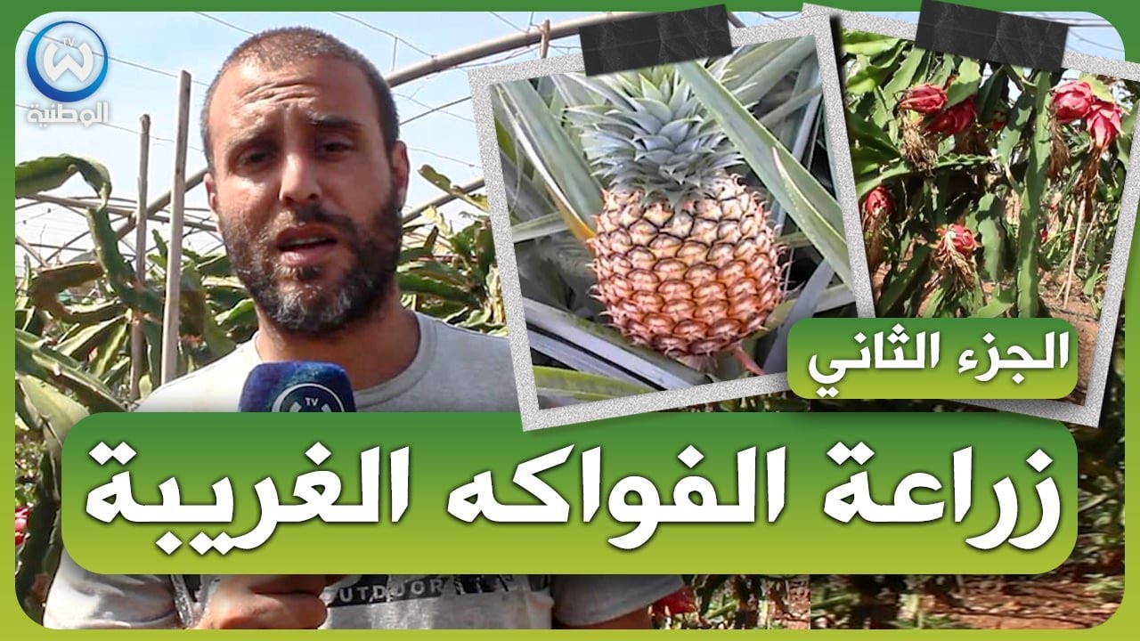 لن تصدق.. أسرار زراعة اغرب الفواكه الاستوائية  في الجزائر