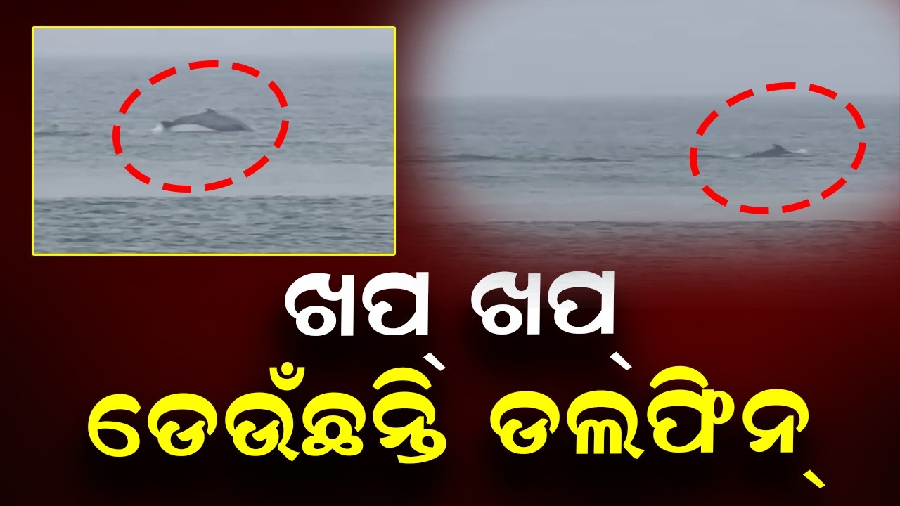 Rare Dolphin Pair Sighted in Puri Sea, Massive Crowds Gather