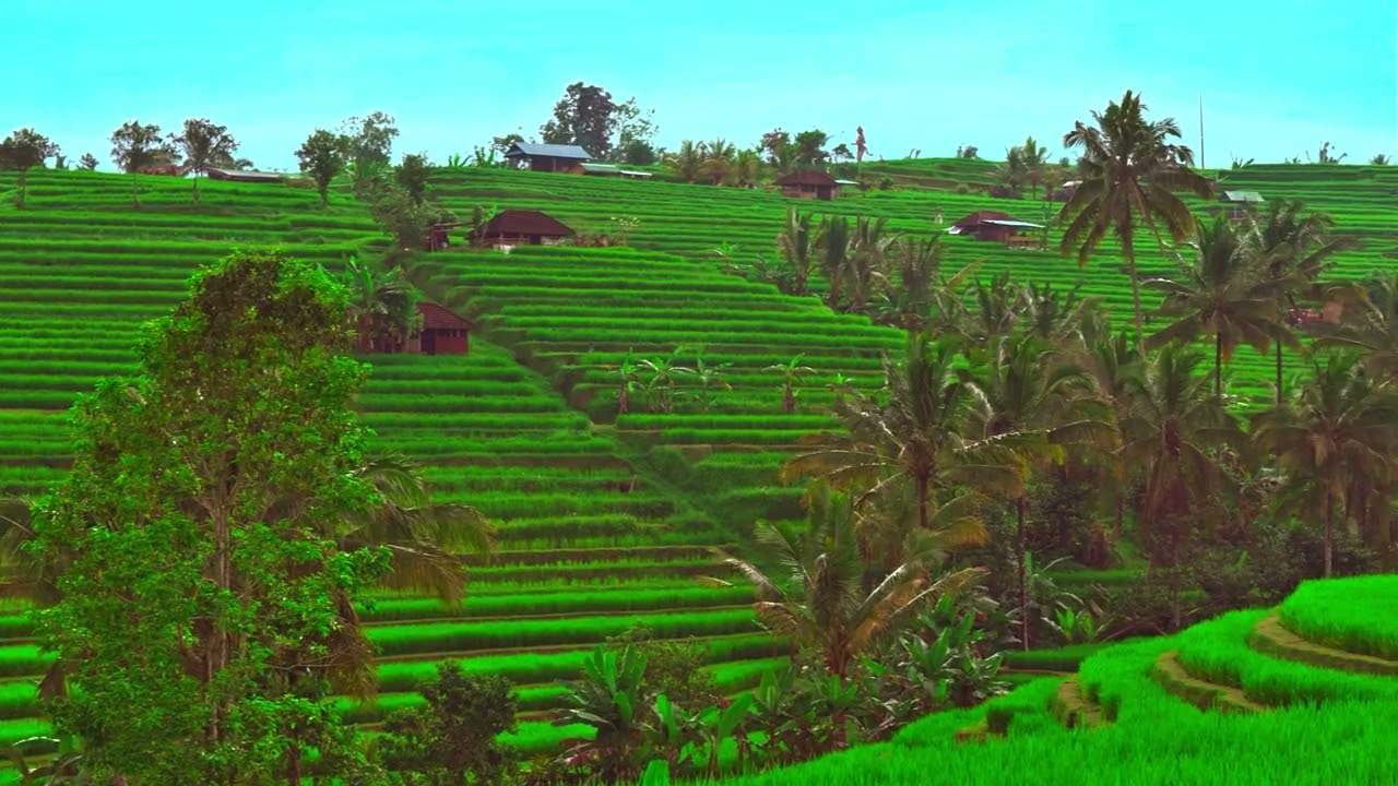4K HDR Rice Terrace Bali