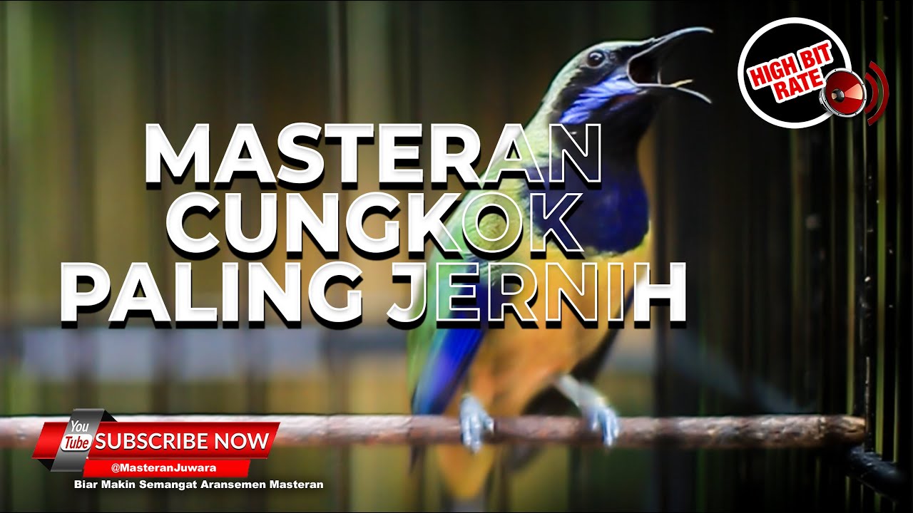 🔴Masteran Cucak Cungkok Gacor Jernih ❗️Cungkok Full Isian Buka Paruh Ngotot