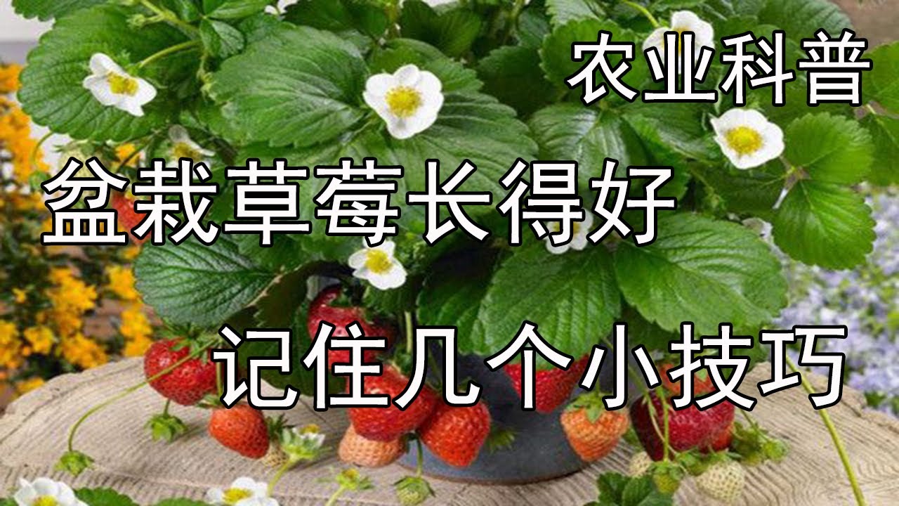 盆栽草莓长得好，记住几个小技巧【付老师种植团队官方频道】