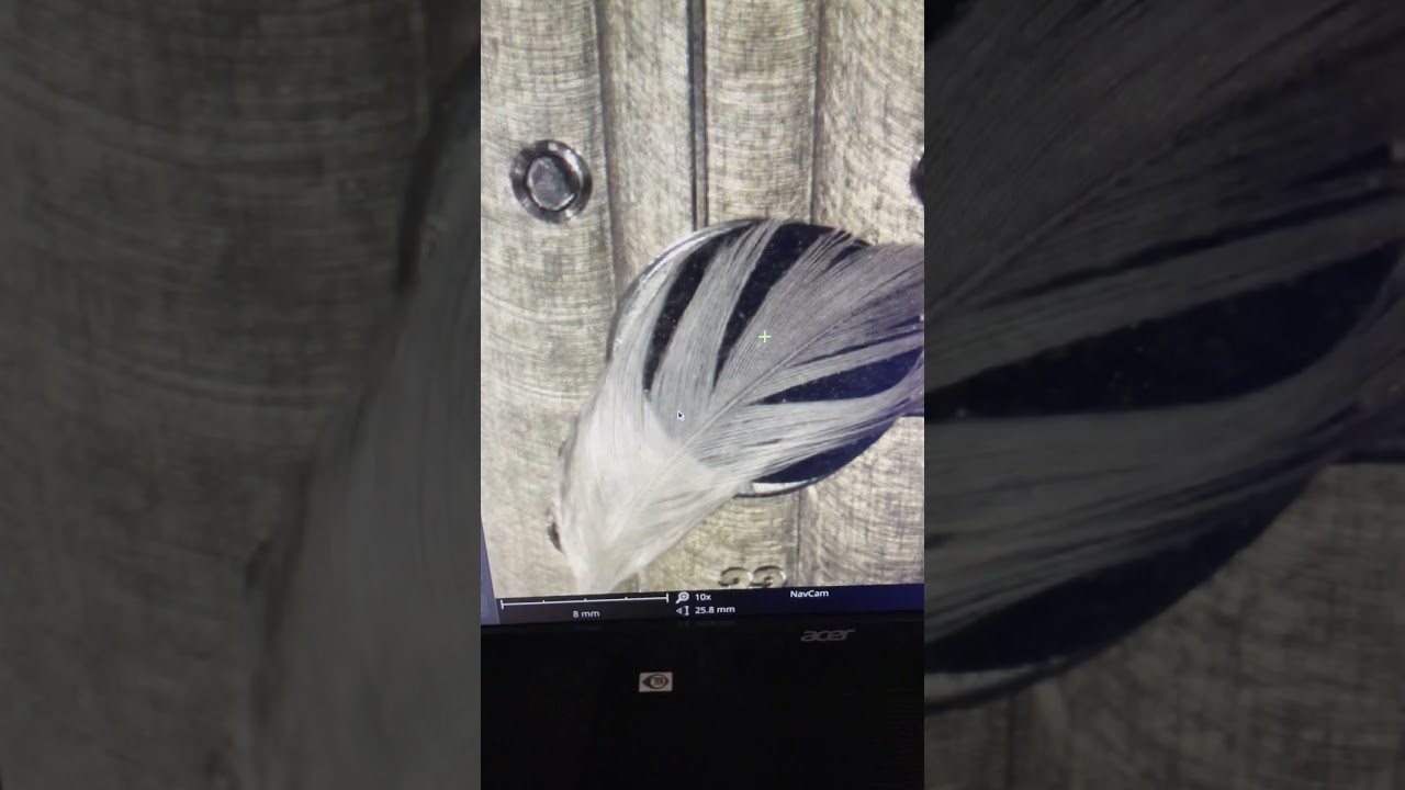 seagull feather in a scanning electron microscope