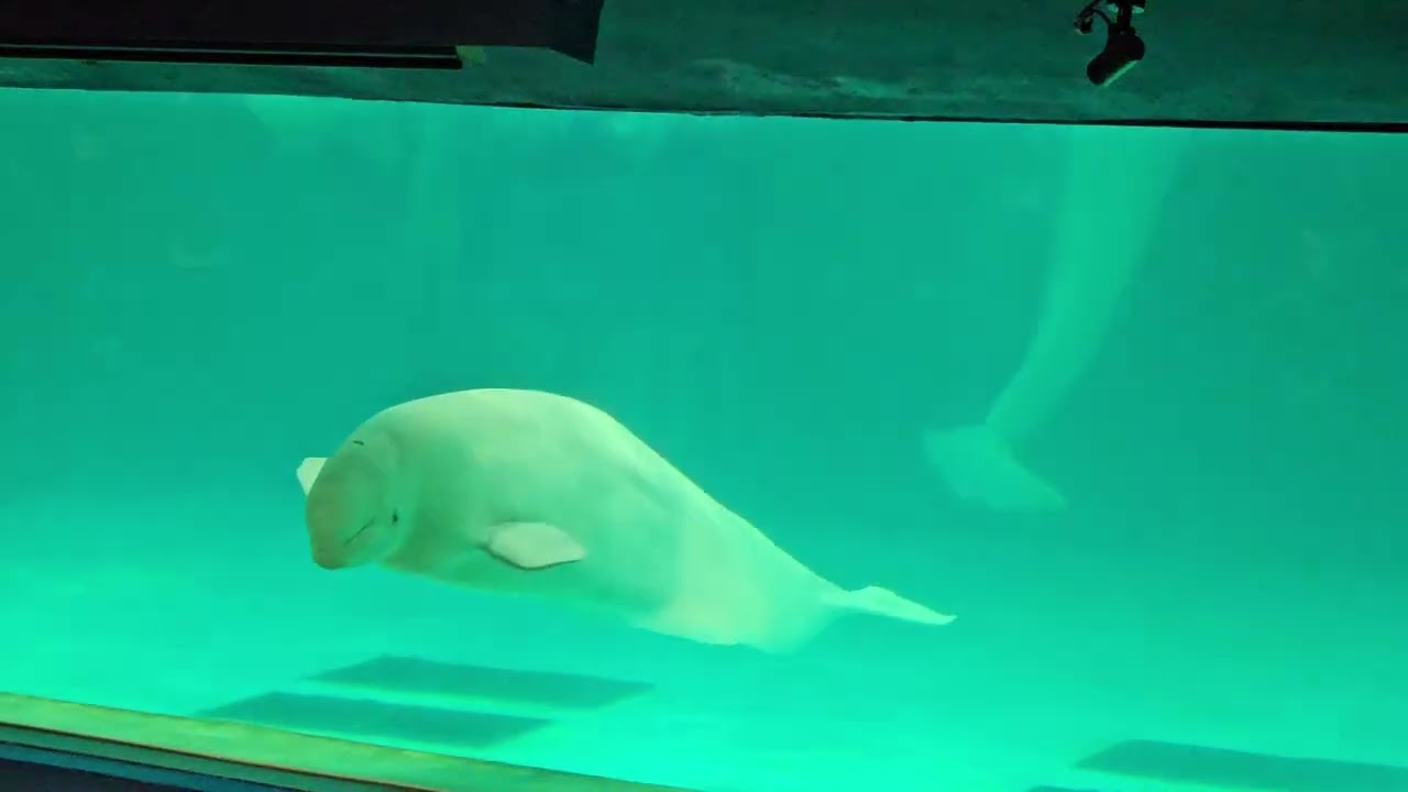 20260207鴨川海洋世界白鯨表演1