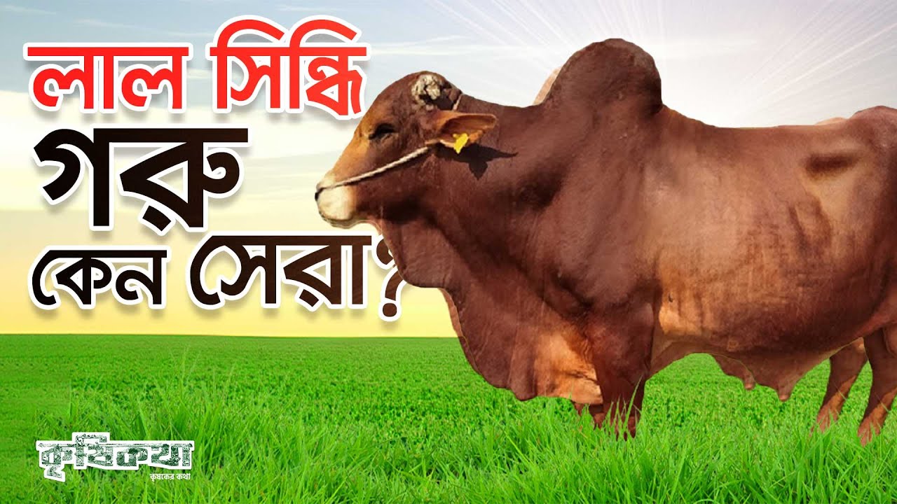 কেন লাল সিন্ধি গরু পালন করা উচিৎ । Red Sindhi । Versatile & Adaptable Breed for Livestock Industry