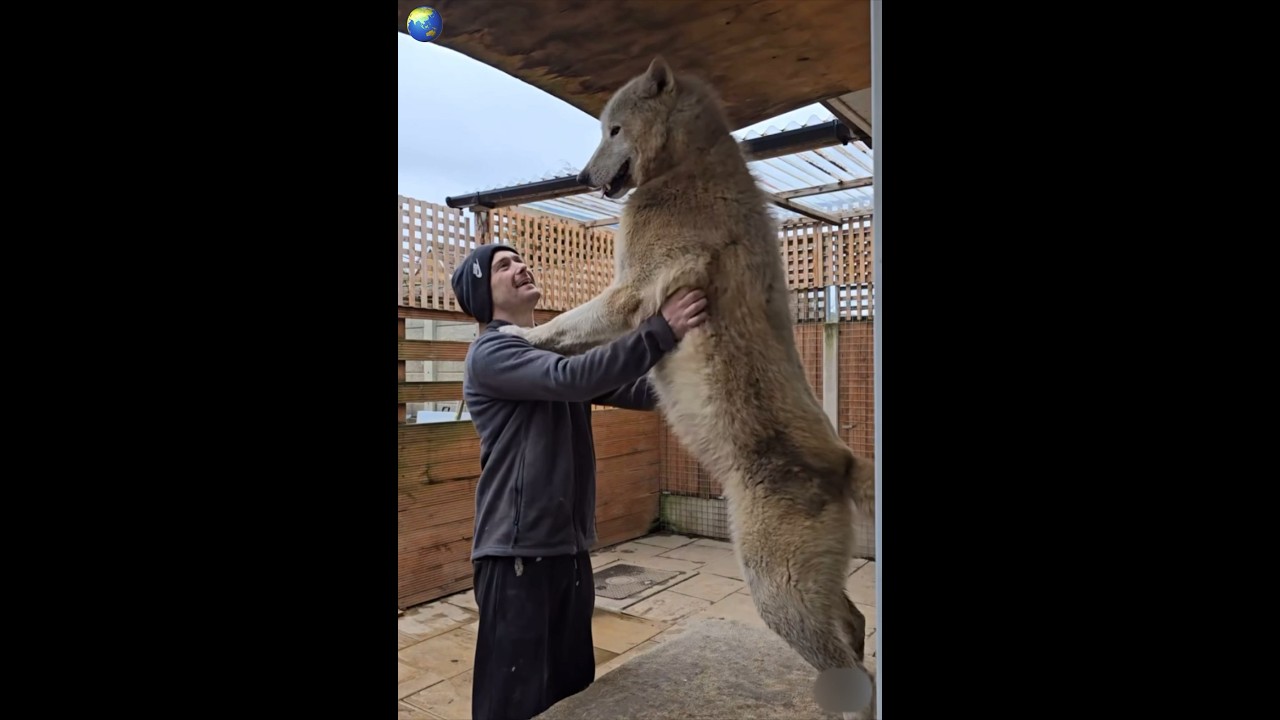 A large polar wolf, the largest wolf you will ever see #wolf #animals