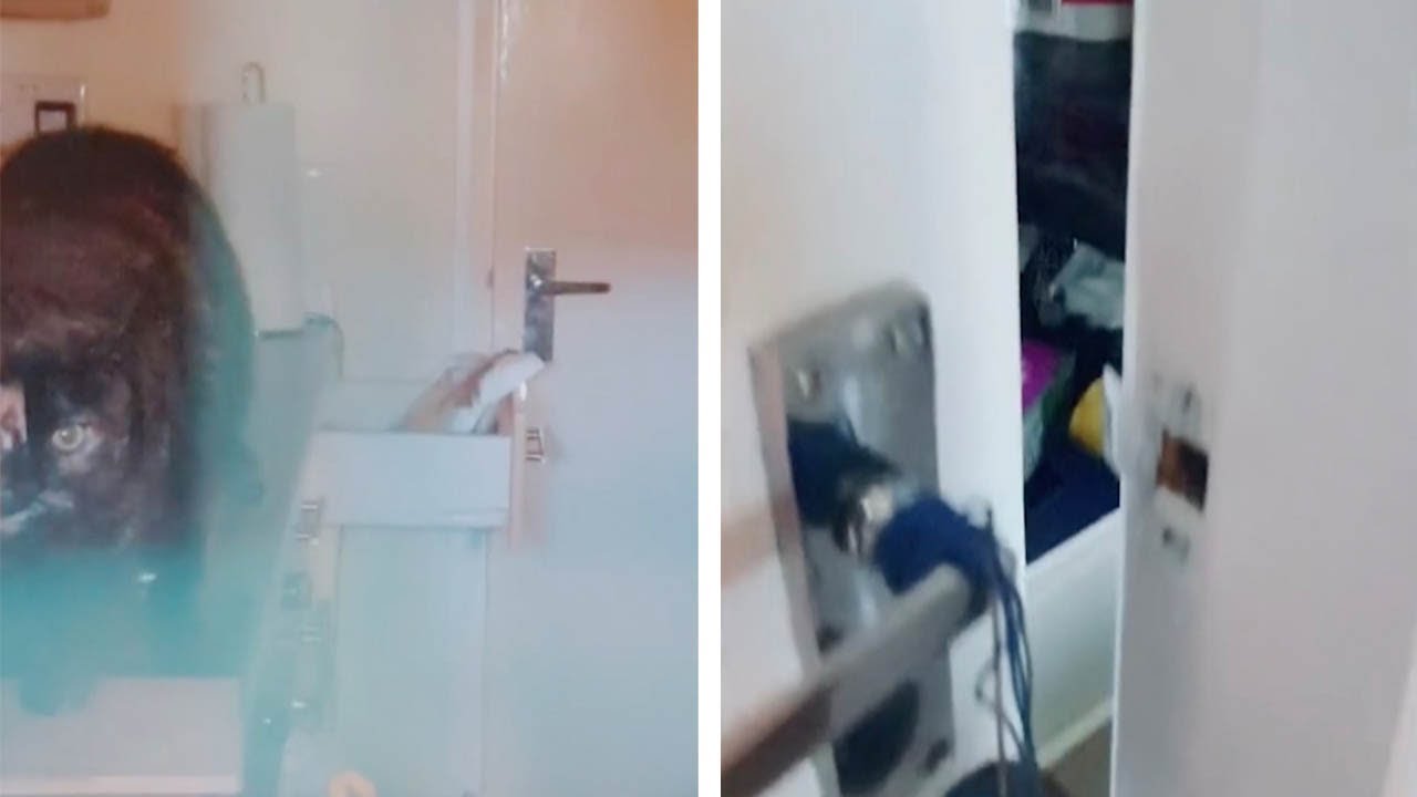 Curious Cat Accidentally Locks Owner Out Of Kitchen