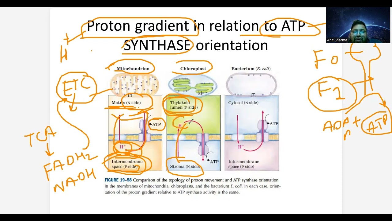 ATP Synthesis Mitochondria , Chloroplast, Bacterial