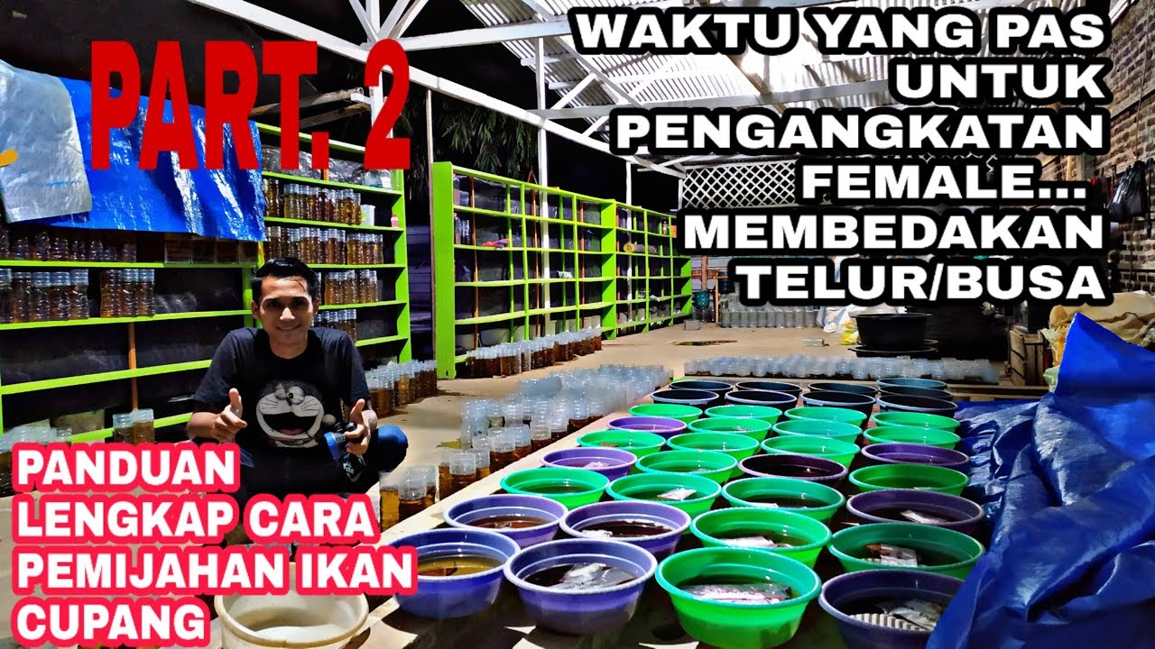#PART 2 ,PROSES PENGANGKATAN INDUKAN DAN MEMBEDAKAN TELUR/BUSA..