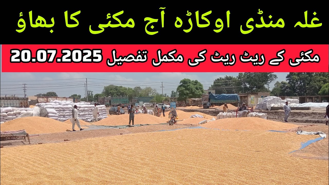 Maize rate today okara mandi // corn price today in okara mandi Punjab // آج مکئی کا بھاؤ 20.07.2025