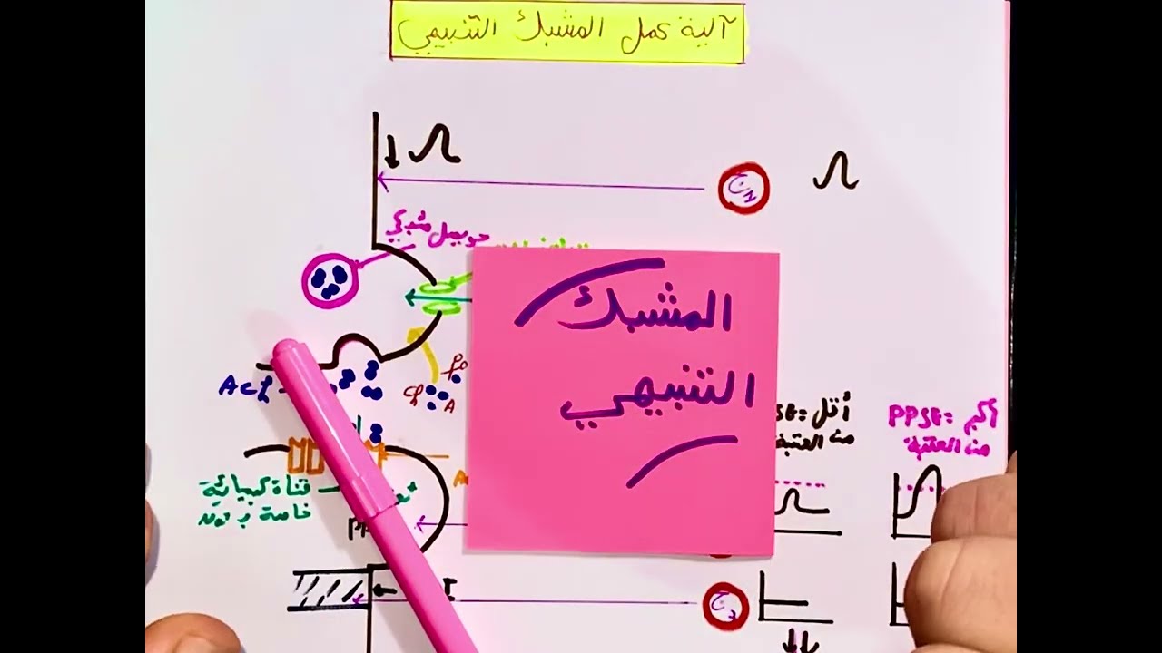 ملخص آلية عمل المشبك التنبيهي + تفسير التسجيلات على جهاز الأوسلوسكوب 😍