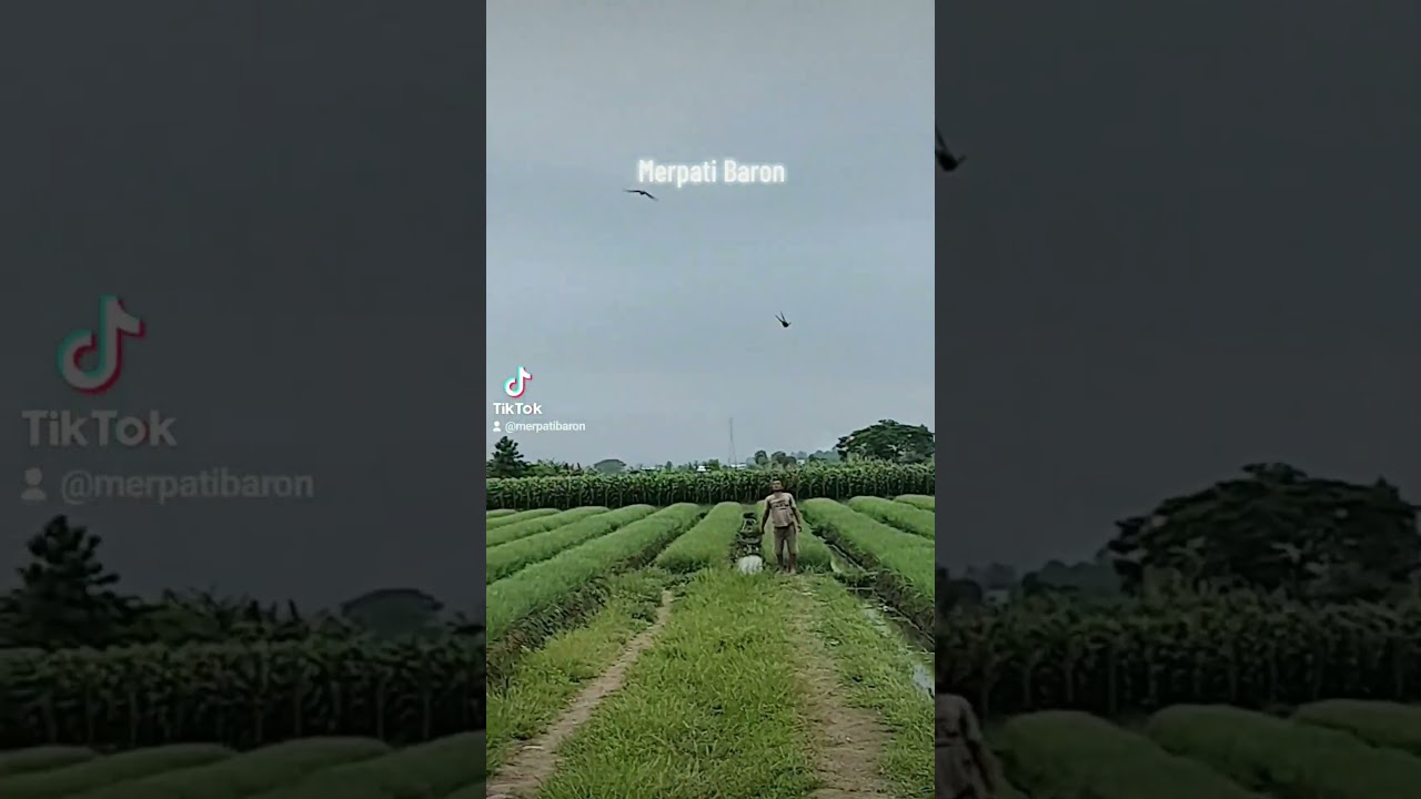 cabe rawit itu walaupun kecil tapi pedas #merpatibaron #baron #pigeon #merpatibrebes