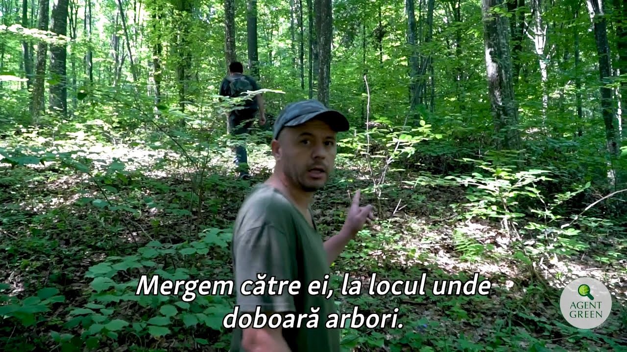 Jaful din Codrii Iașilor continuă cu girul autorităților