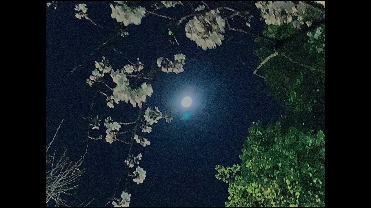 散花/初音ミク