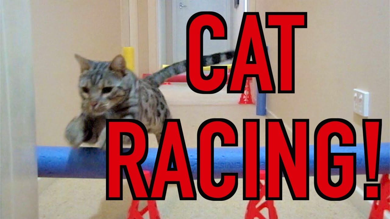 CAT RACING DAY