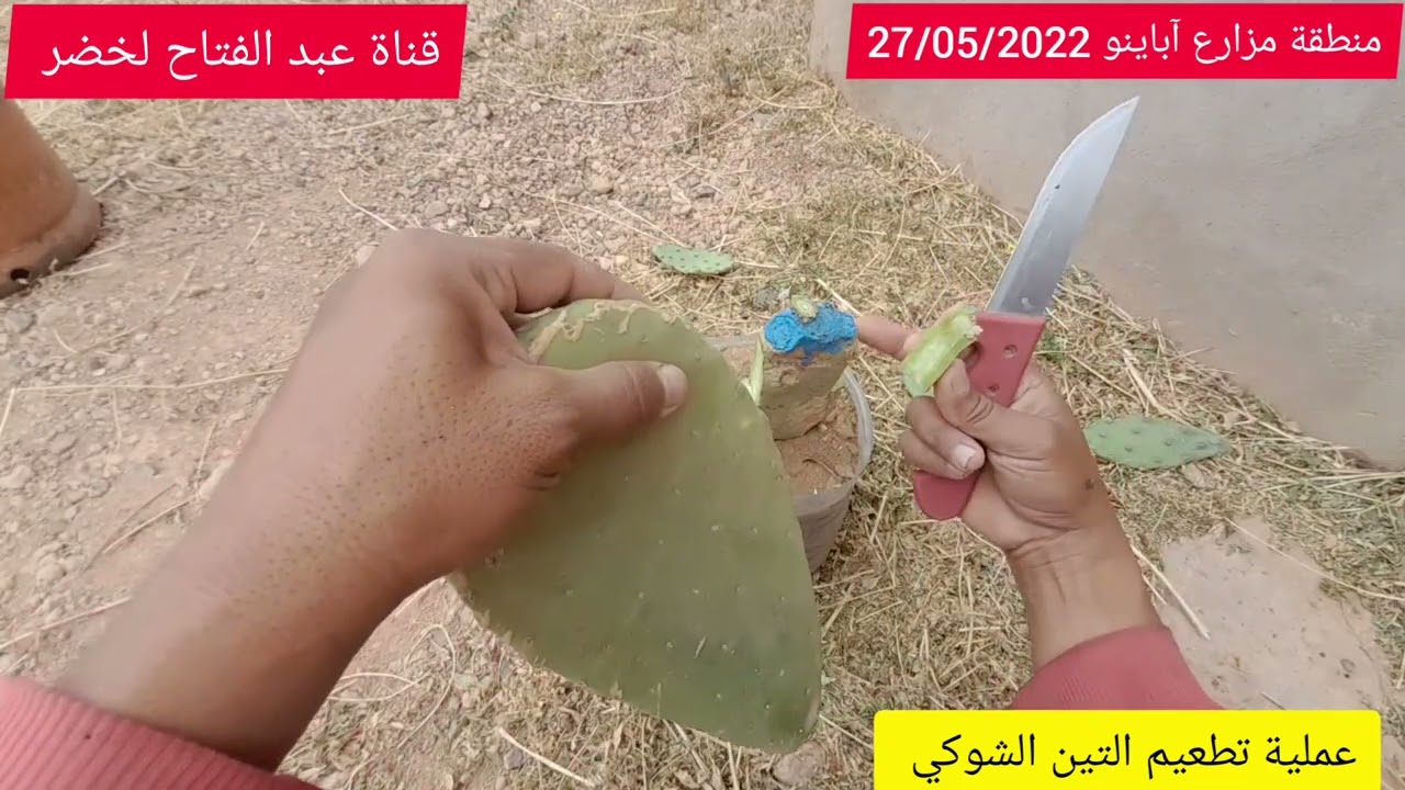 طريقة تطعيم التين الشوكي(الصبار) بطريقة بسيطة وسهلة ومضمونة والكمال على الله