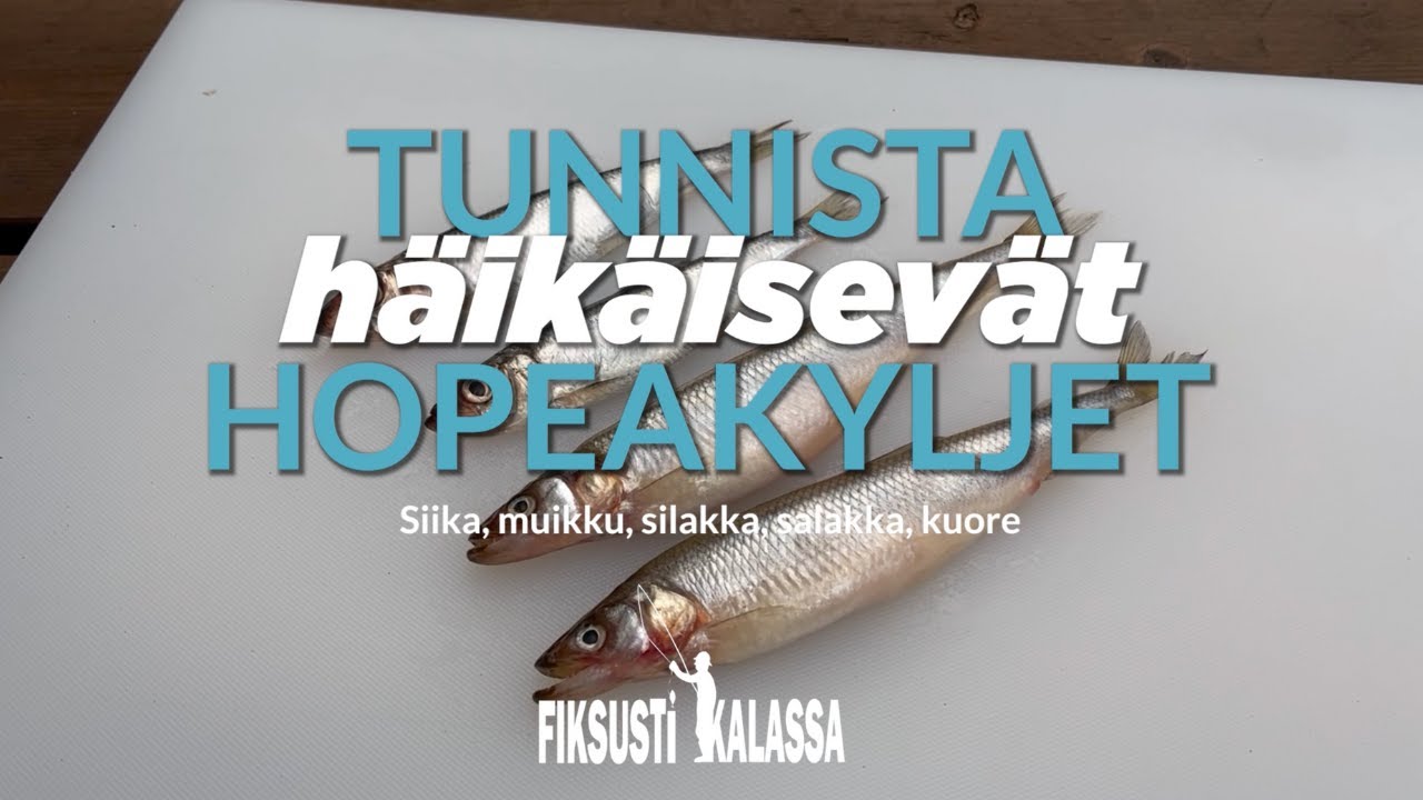 Tunnista salakka, silakka, muikku, kuore ja siika | Fiksusti kalassa