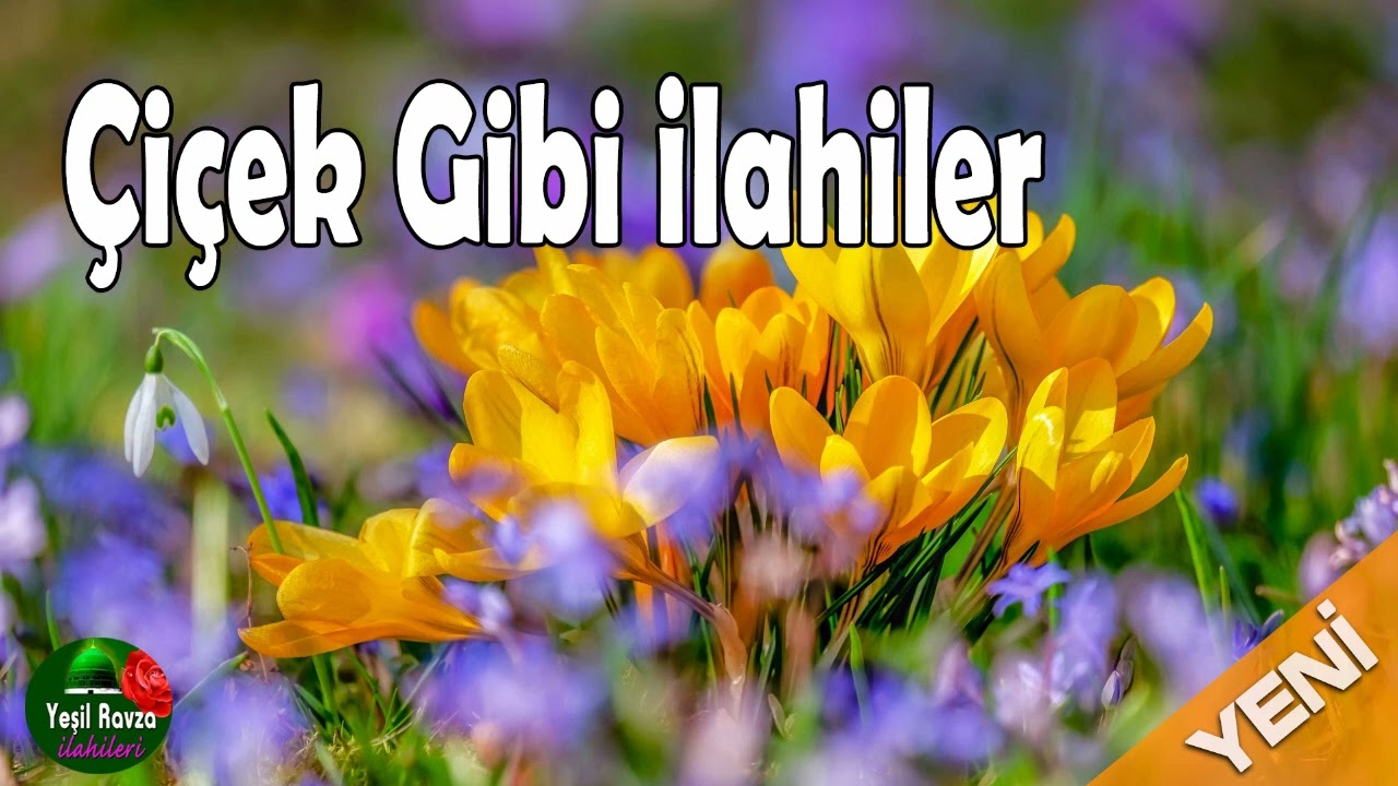 Çiçek Gibi İlahiler 💖 Karışık Harika İlahiler 💖 Yeşil Ravza İlahileri