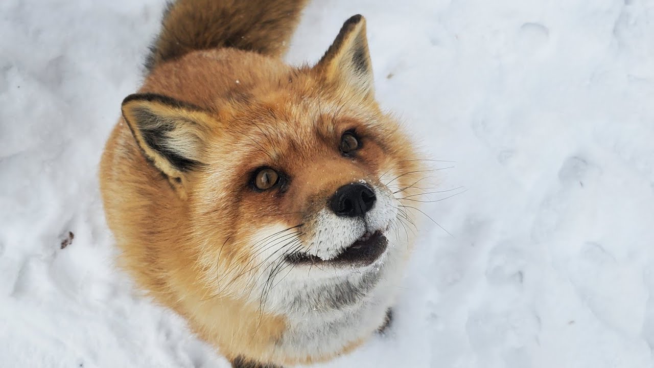Whad'ya know, it's Finnegan fox in the snow!