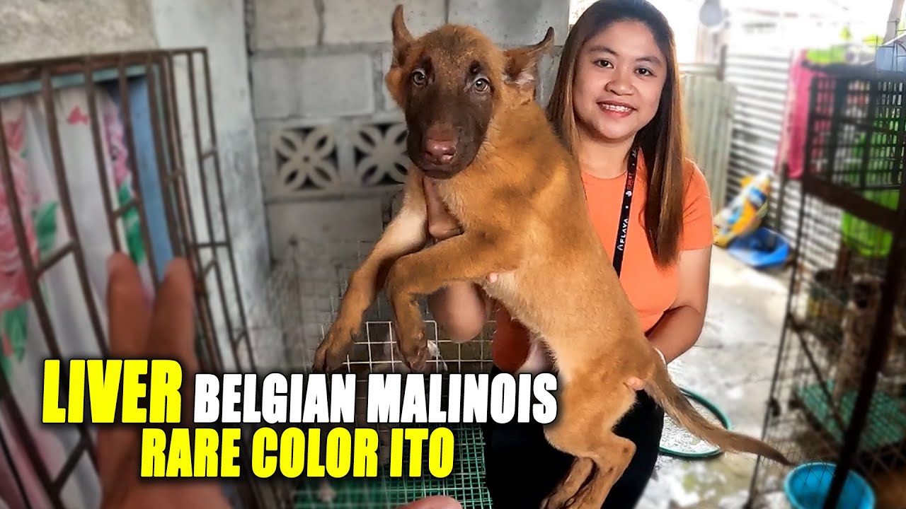 BIBIHIRA ANG MAY GANITONG BELGIAN MALINOIS