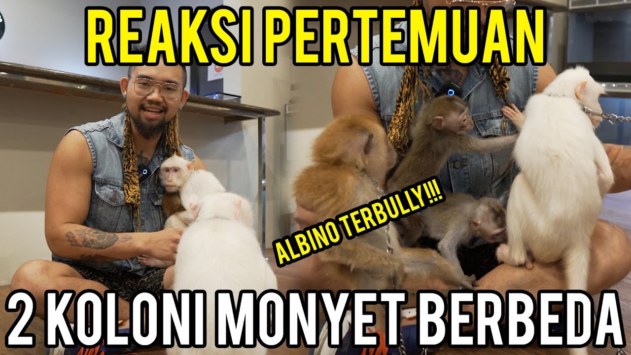 RICUH!! PERTEMUAN 2 KOLONI MONYET RAKSASA ALBINO, BLEACHING DAN MONYET PANTAI NORMAL!!!