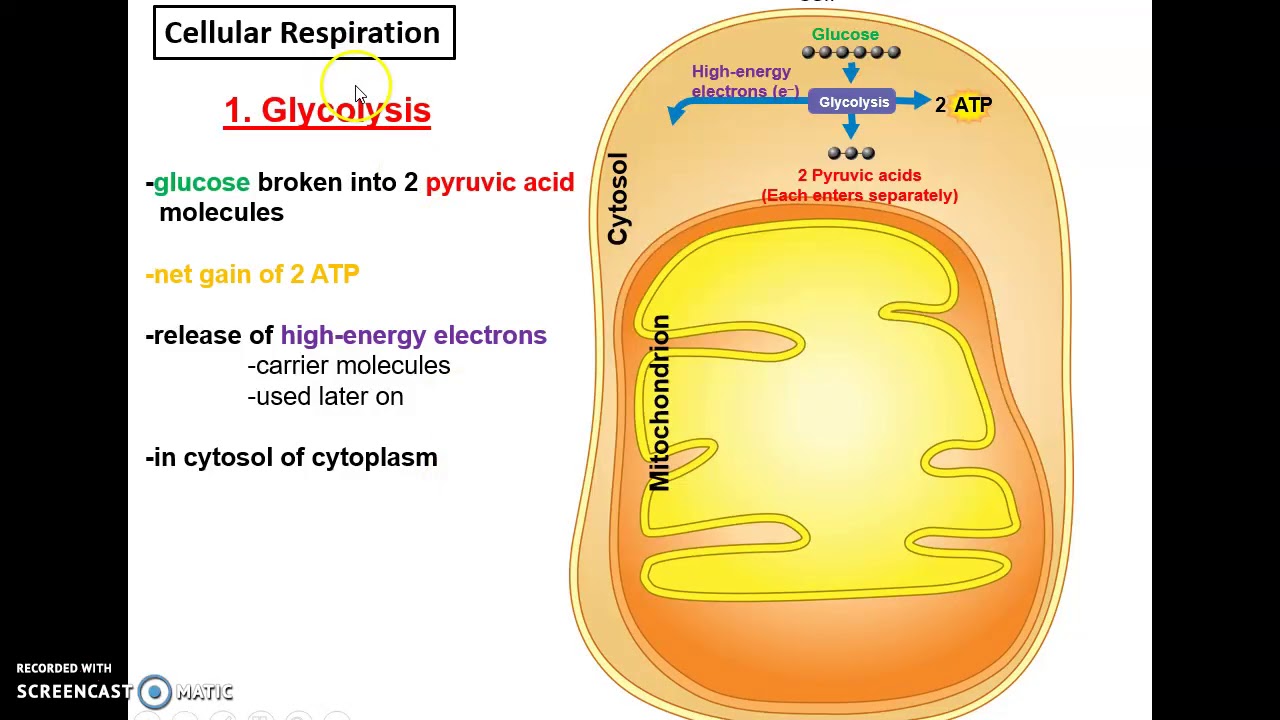 Human Anatomy & Physiology: Chapter 4 Cellular Metabolism