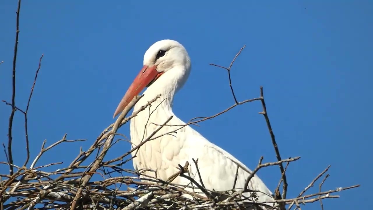 Cigogne, Héron et Poule d'eau