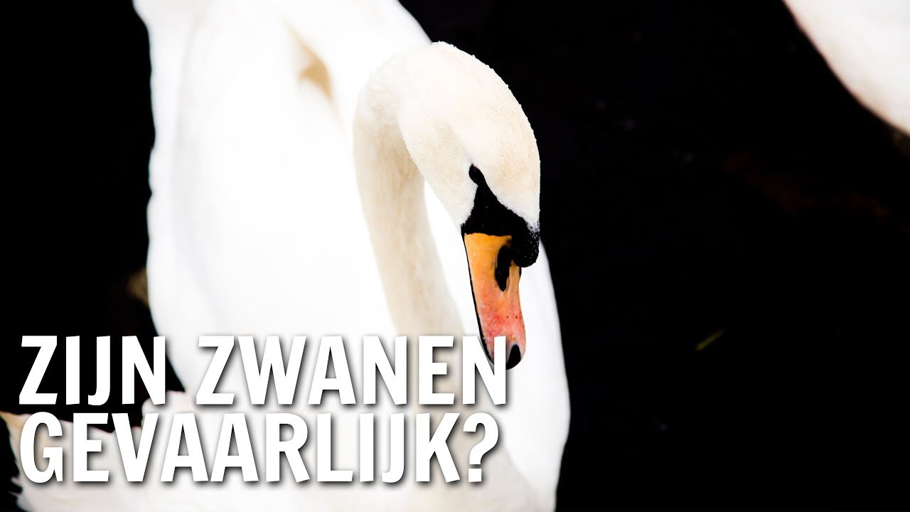 Zijn zwanen gevaarlijk? | De Buitendienst over Zwanen