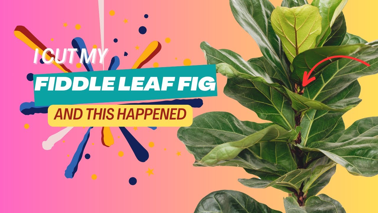 Why I CUT my FIDDLE LEAF FIG! - Care & Growing Tips