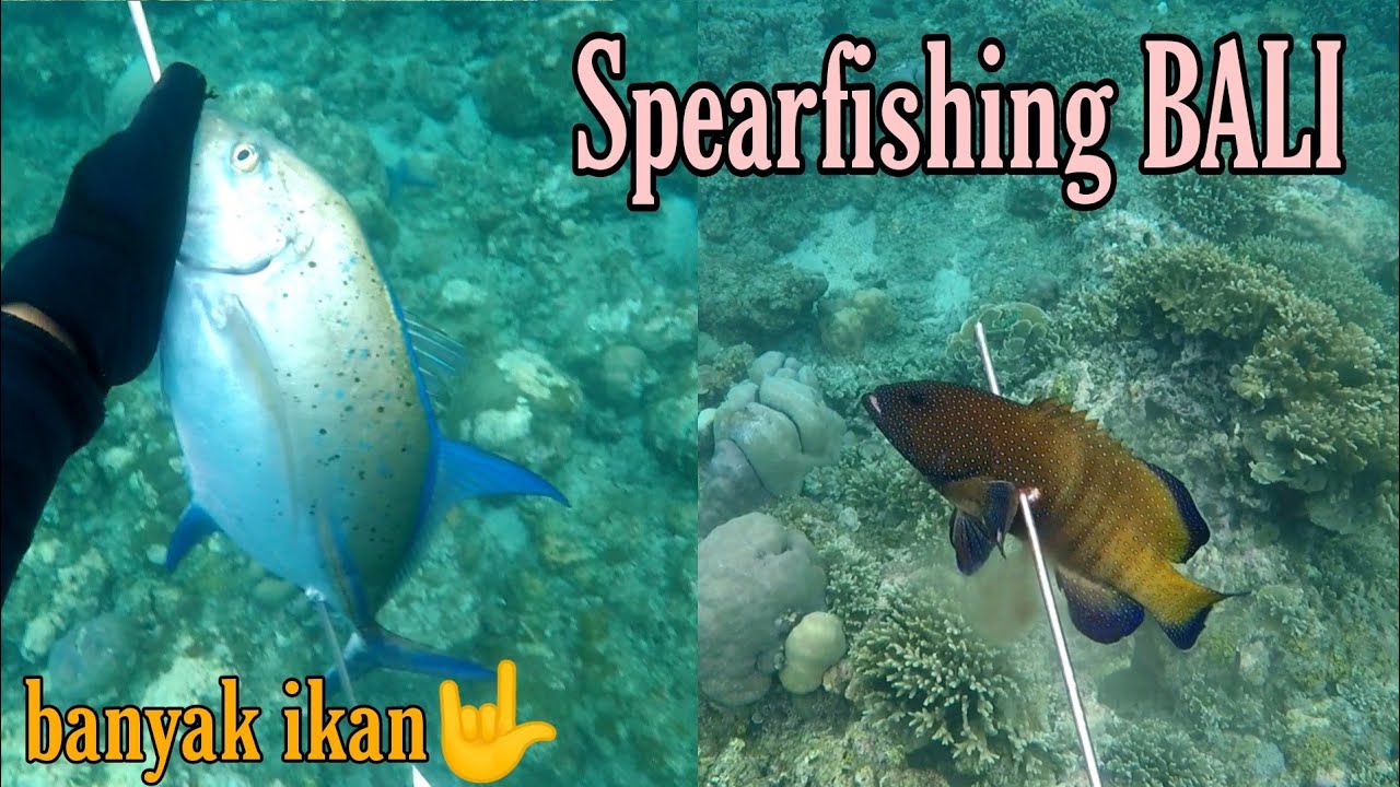 Spearfishing Bali, Ikannya tinggal pilih