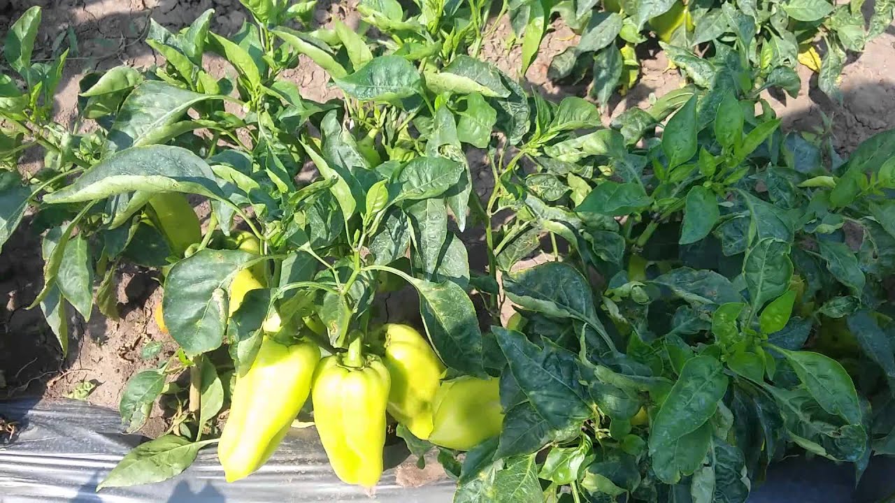 Семена перца сладкого LS 1230 (Lucky Seed)