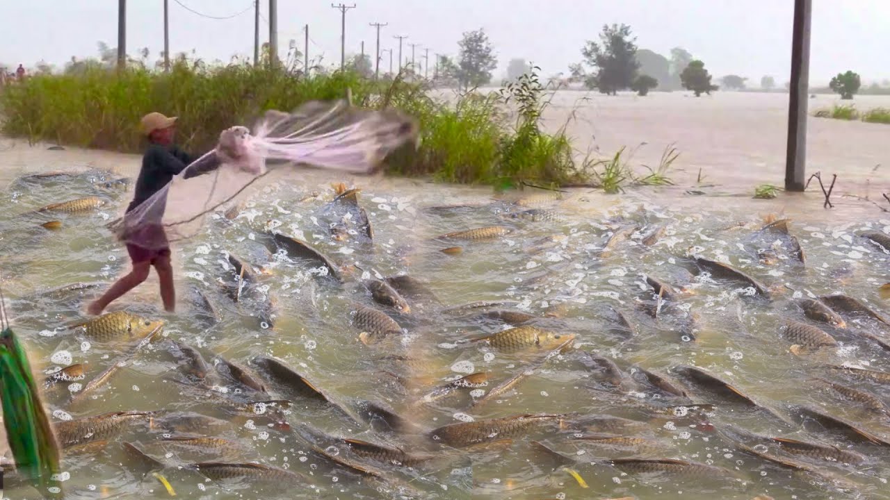 Fisherman Cast Net Fishing Real Life Amazing Fishing At Countryside When it is raining.(Episode 84)