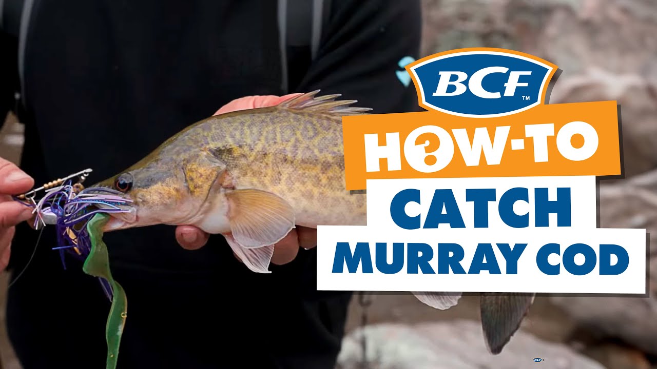 How to Catch Murray Cod
