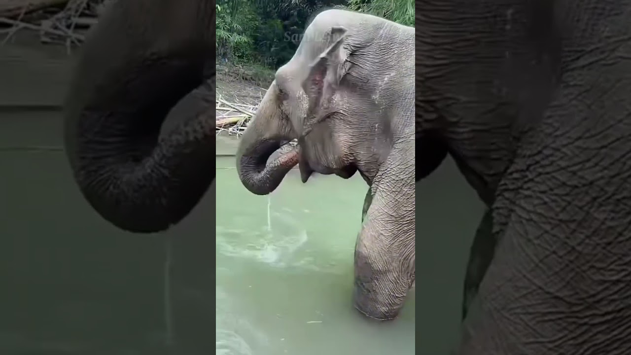 Emang gajah siti medanzoo ngerti bahasa indonesia?🤔 #shortviral