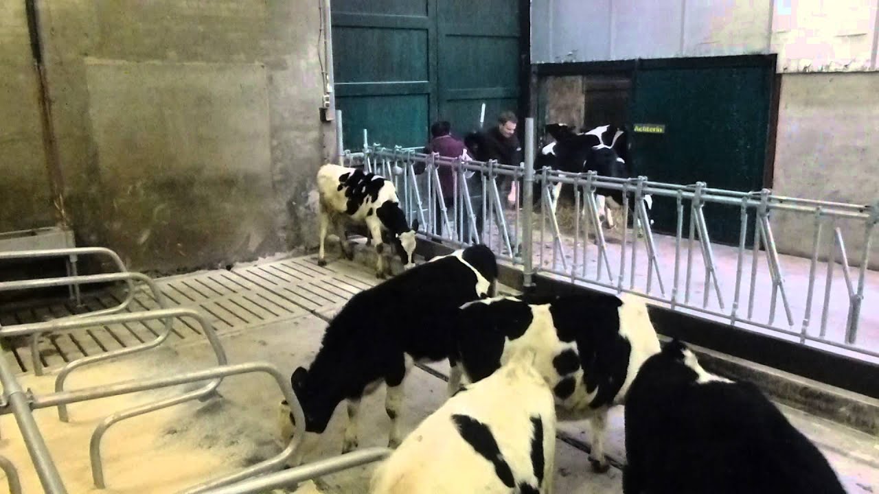 Het eerste groepje naar de gerenoveerde jongveestal!