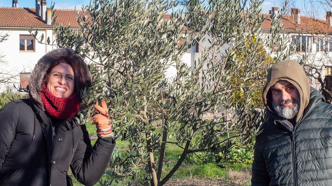 POTATURA DELL'OLIVO. REGOLE E PRINCIPI BASE CON FRANCESCO MASTROLEO