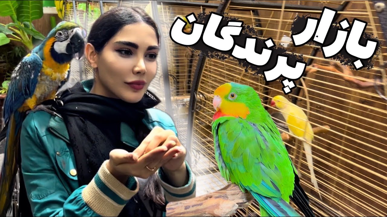 ولاگ خرید طوطی،بورس پرنده در ایران🤩