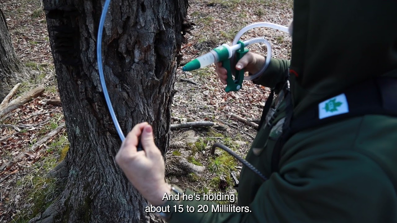sanitizing sugarbush sap lines