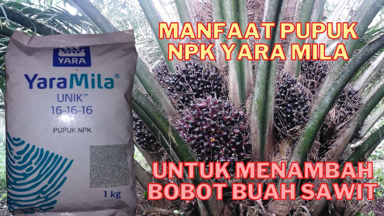 MANFAAT PUPUK NPK YARA MILA