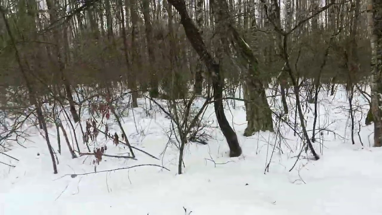 Into the Snowy Woods