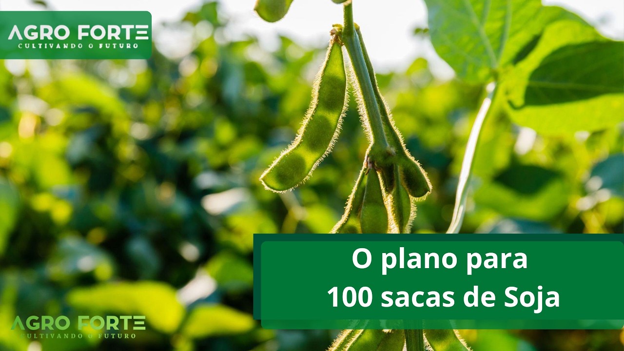 O plano para 100 sacas de Soja