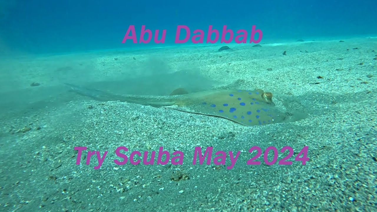Abu Dabbab - Red Sea - Egypt - Marsa Alam - 2024 - Try Scuba