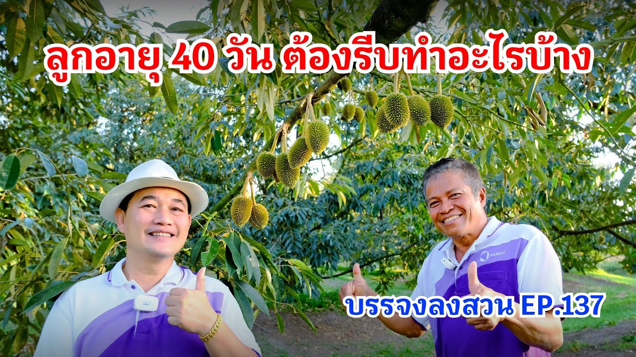 #กวินบินได้ EP.558 ลูกอายุ 40 วัน ต้องรีบทำอะไรบ้าง #บรรจงลงสวน EP.137