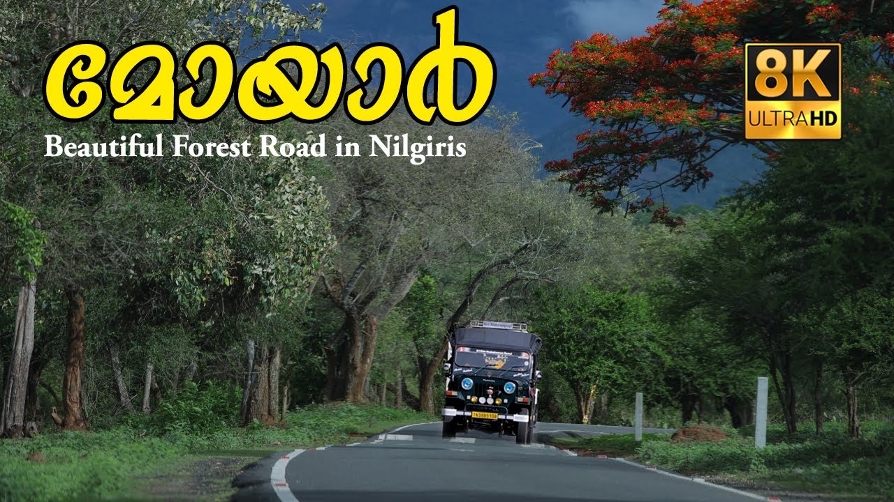 Beautiful Forest Road in Nilgiris !!! 8K