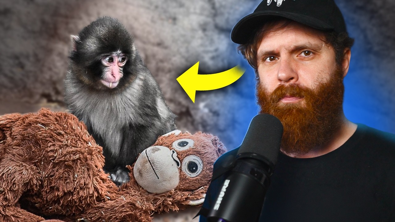 There's More To That Baby Monkey Video