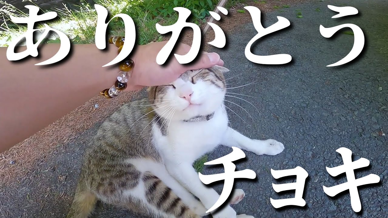 チョキとの思い出。【総集編②】2024年4月22日～